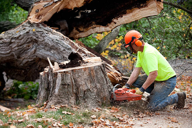 Best Fruit Tree Pruning  in Meridian, TX